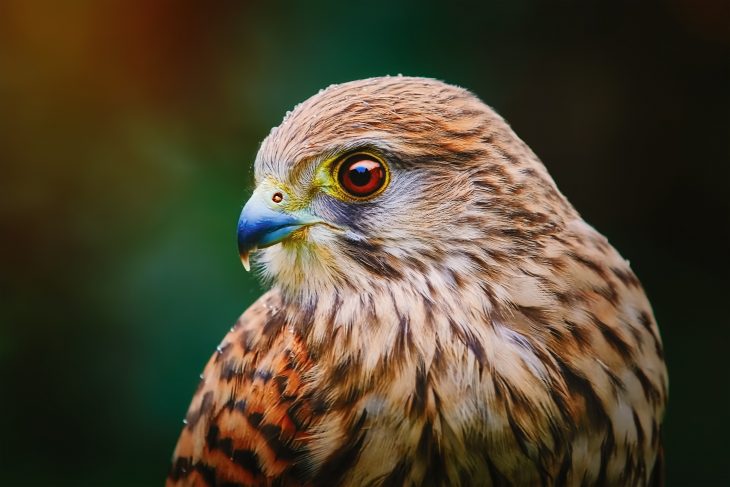 Common Kestrel (Falco Tinnunculus)