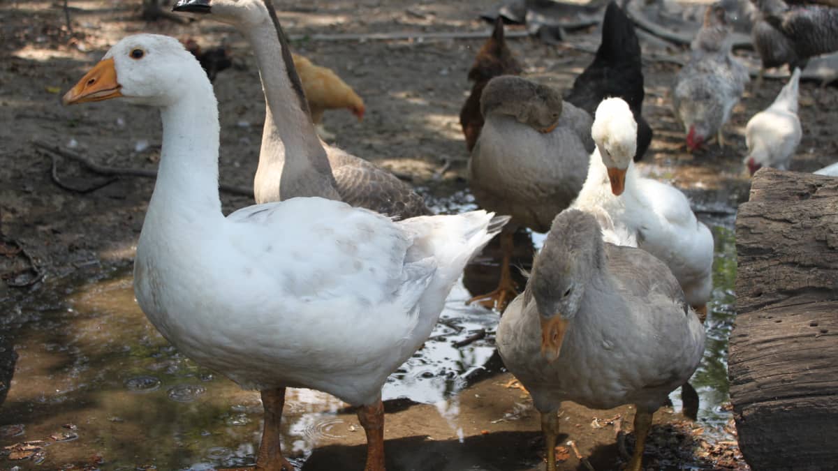 Common white geese