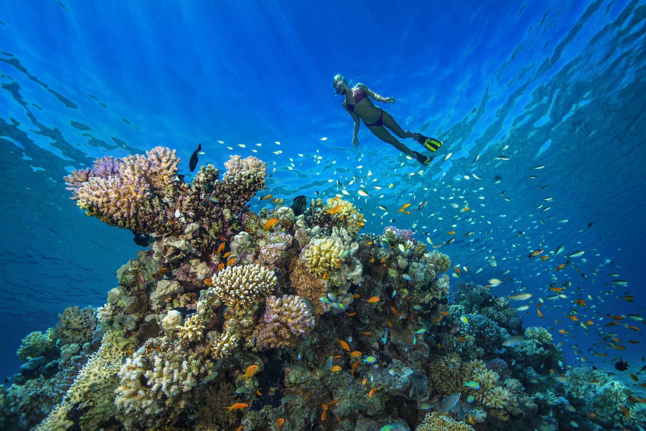 Coral Reefs in Bora Bora