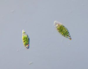 19 Fascinating Facts About Euglena Exploring the Wonders of Nature