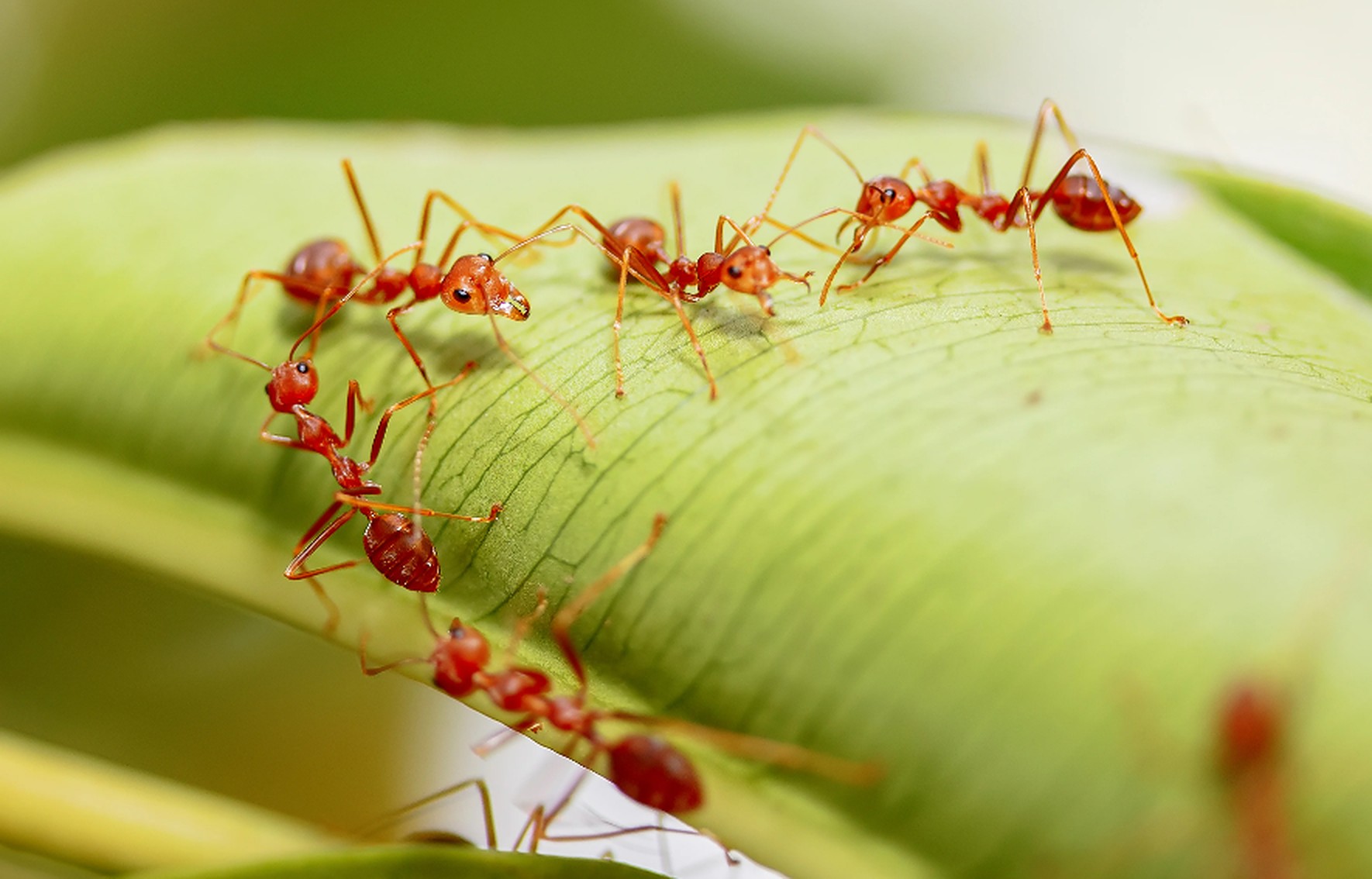 10-facts-about-fire-ants-you-probably-didn-t-know-facts