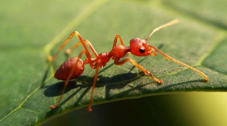 Fire Ants on leaf