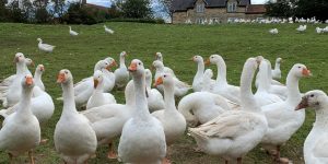 19 Fascinating Facts About Geese 