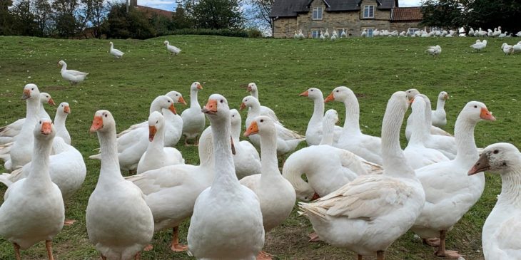 Geese farm