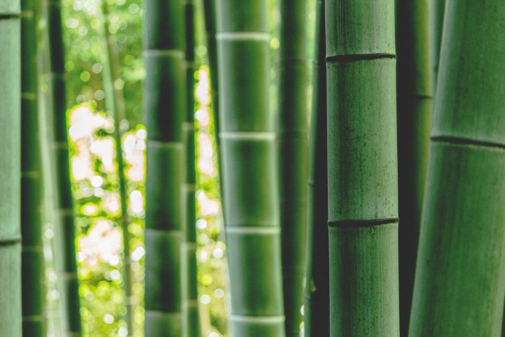 Green bamboo woods