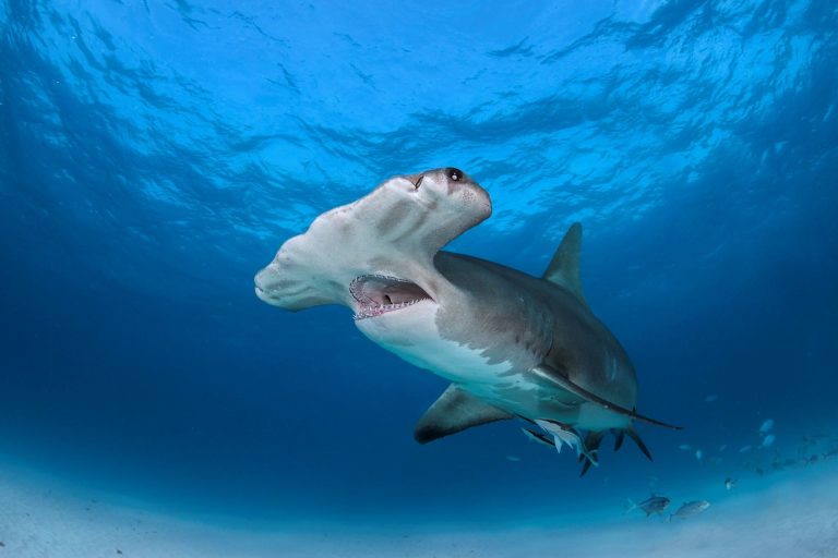 20 Hammerhead Shark Facts For Kids - Facts.net