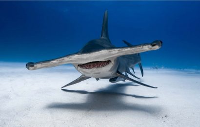 20 Hammerhead Shark Facts For Kids 