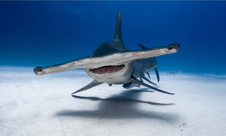 Hammerhead shark jagged teeth