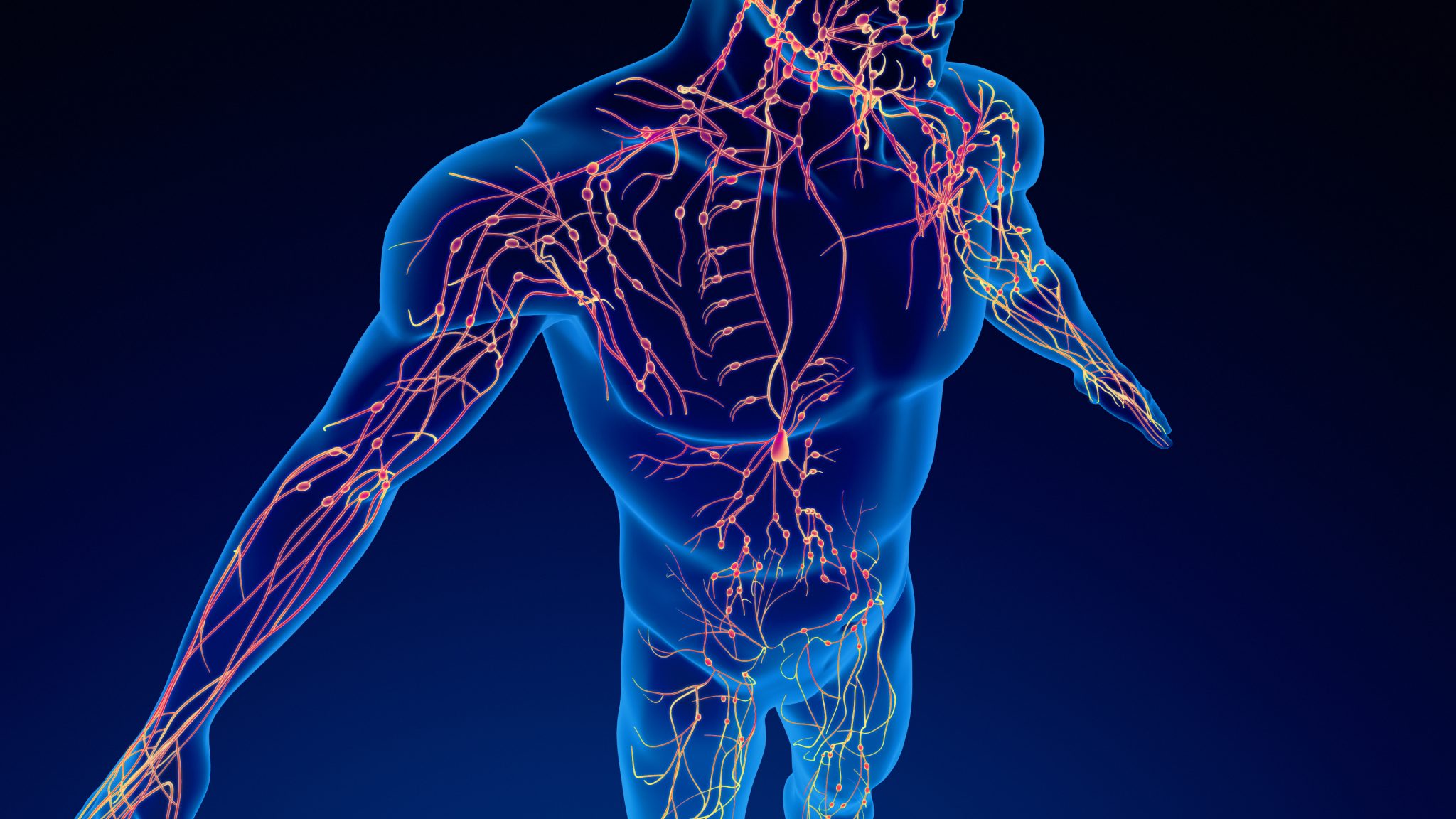 12 Lymphatic System Facts: Vital Functions of this Crucial Body System ...