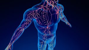 12 Lymphatic System Facts Vital Functions of this Crucial Body System 
