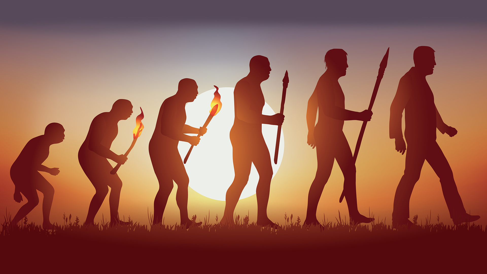 Humans evolution