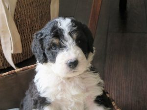 19 Mini Bernedoodle Facts The Charming Crossbreed 