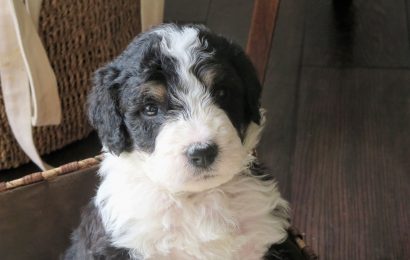 19 Mini Bernedoodle Facts The Charming Crossbreed 