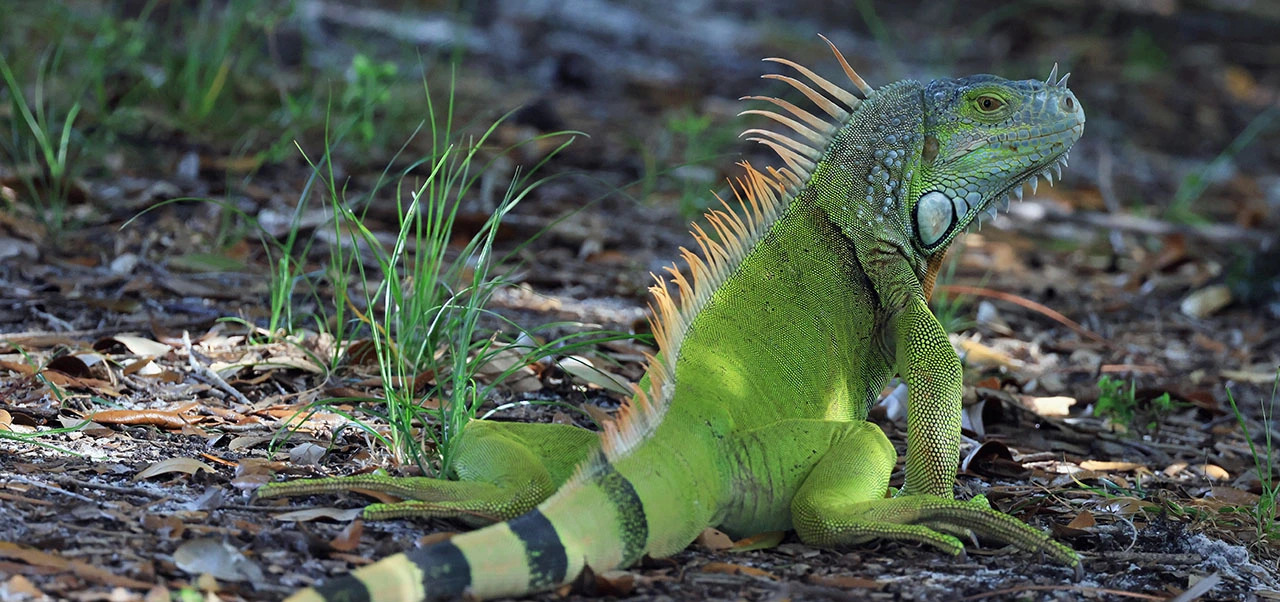 Iguana Tail Regrowth