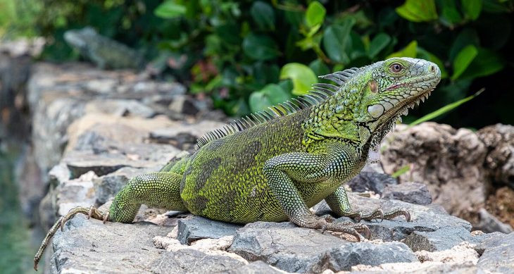 Iguana with green scales