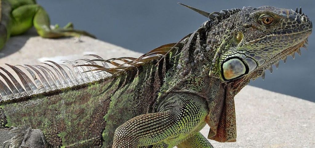 Iguana Facts for Kids: 15 Fascinating Tidbits About These Amazing ...