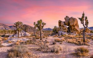 California Desert Region 15 Fascinating Facts about this Enchanting Landscape 