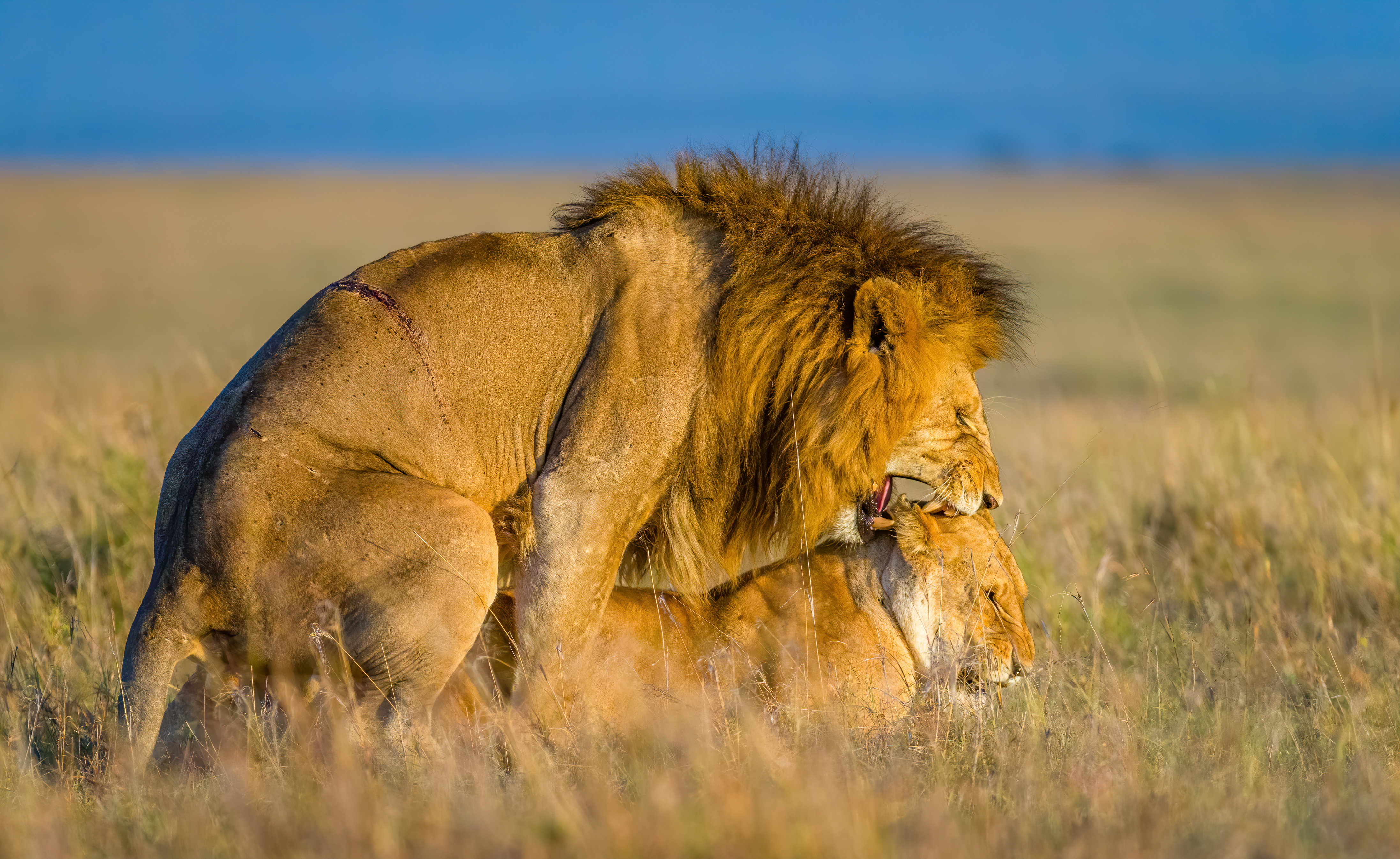 lion king mating
