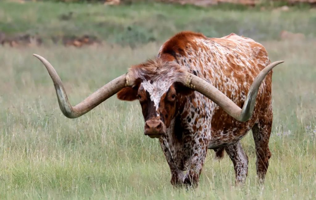 18 Longhorn Nutrition Facts You Should Know