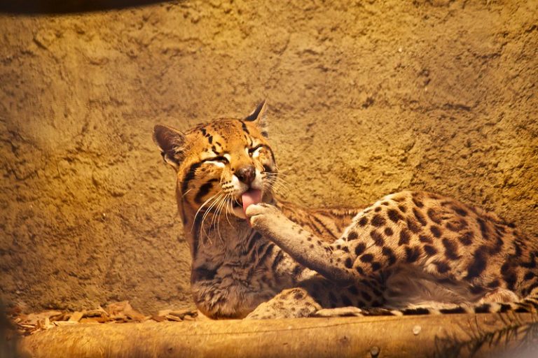 19 Margay Facts Insights into the Elusive and Agile Wildcat