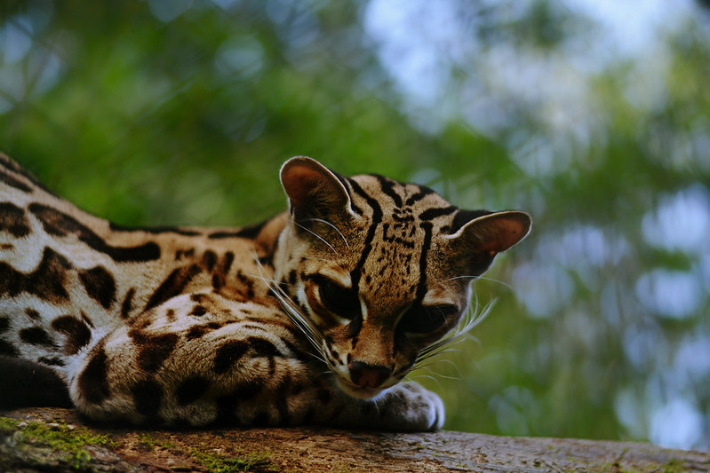 19 Margay Facts: Insights into the Elusive and Agile Wildcat - Facts.net