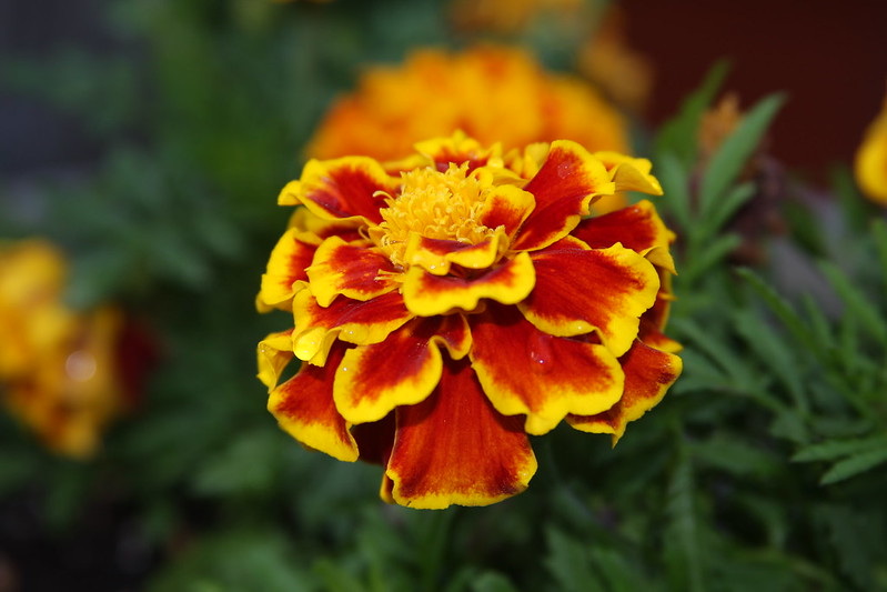 11 Beautiful Facts About Marigolds - Facts.net