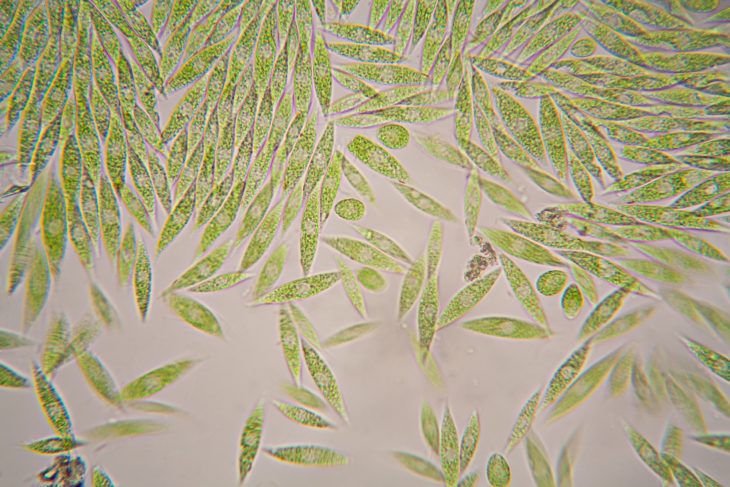 Microscopic organisms from the pond. Euglena Gracilis