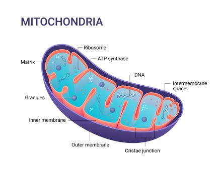 mitochondria red light therapy