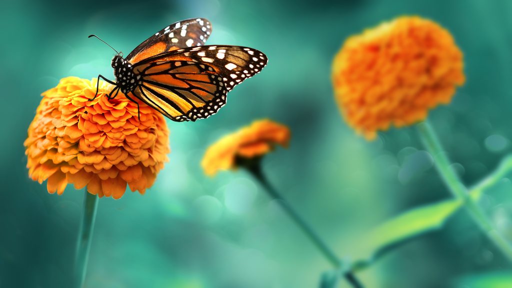 30 Beautiful Facts About Butterflies Nature's Artistic Wonders