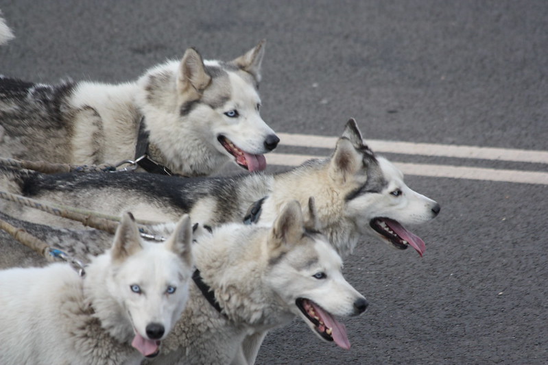 17 Husky Facts Discovering the Amazing Traits of this Beautiful Breed