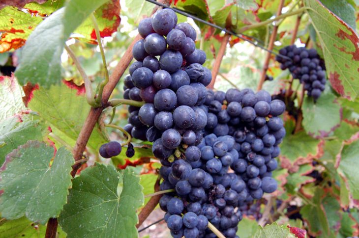 14 Pinot Noir Nutrition Facts You Should Know - Facts.net