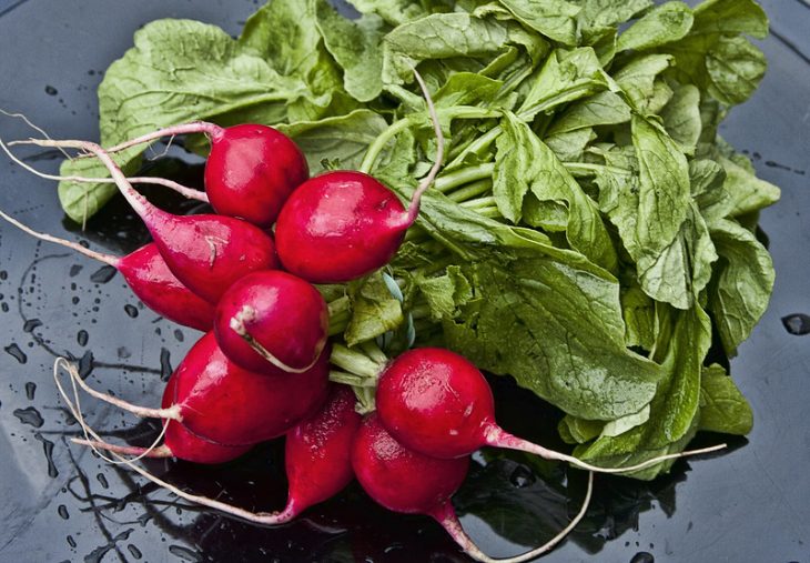 Plate of Radishes