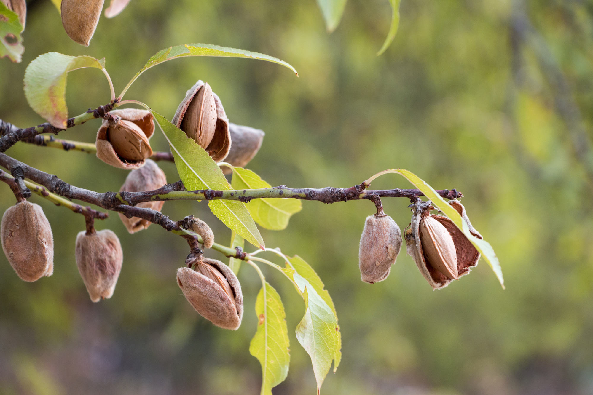 Almonds 19 Fascinating Facts About These Nutritional Powerhouses