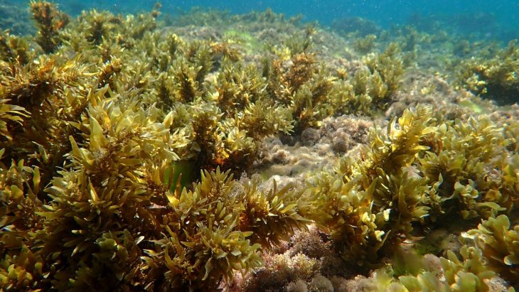 Seaweed bed under the ocean