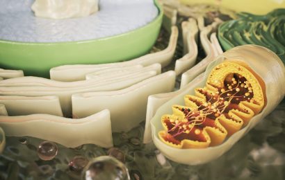 15 Facts About the Magic of Mitochondria 