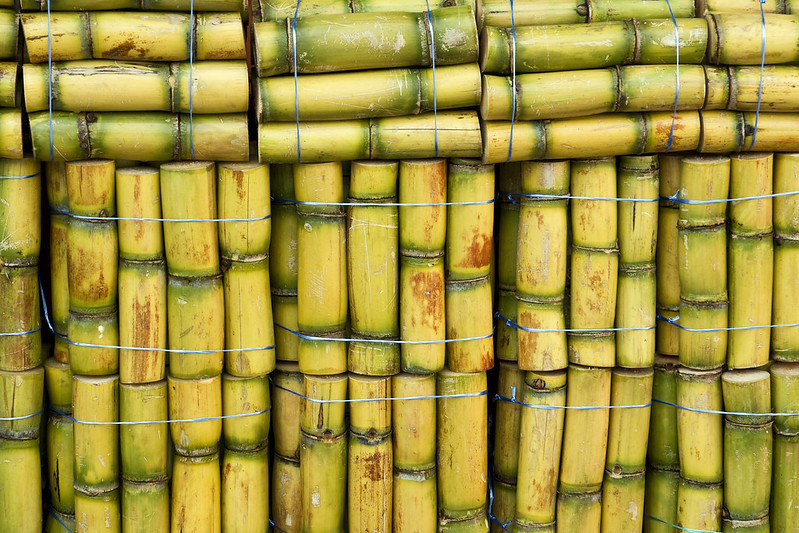 Sugarcane