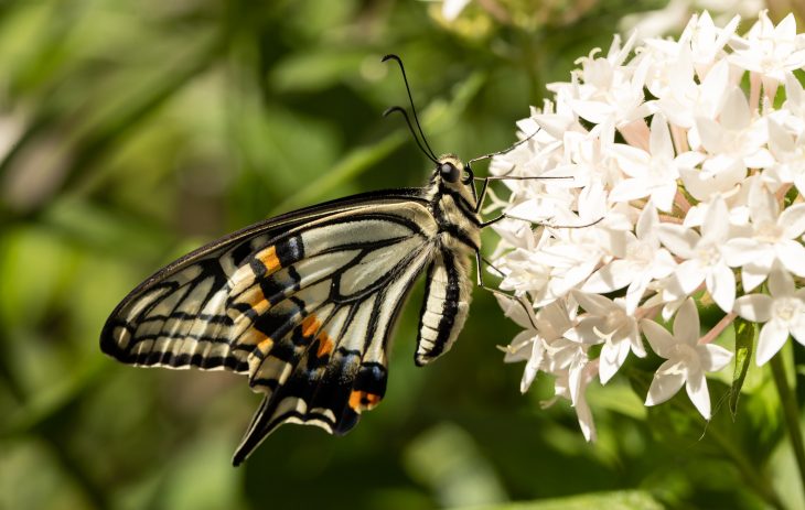 Swallowtail Butterfly on White Flowers