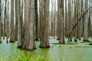 18 Fascinating Swamp Facts You Didnt Know 