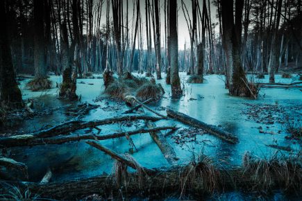 18 Fascinating Swamp Facts You Didn't Know - Facts.net