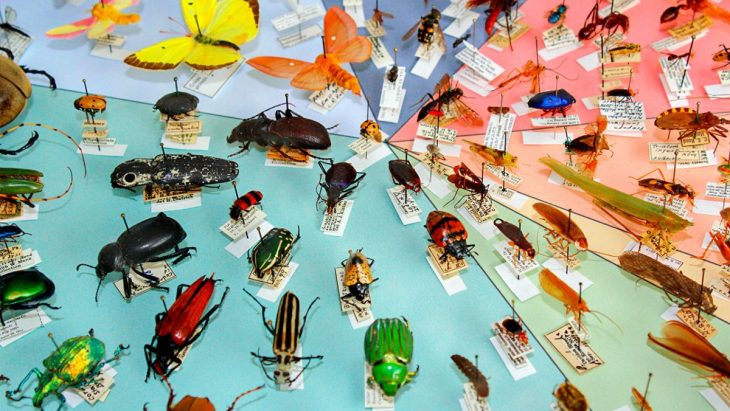 Various types of Insects