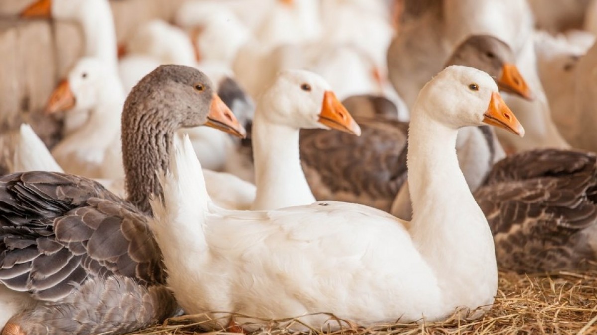 White and brown Geese