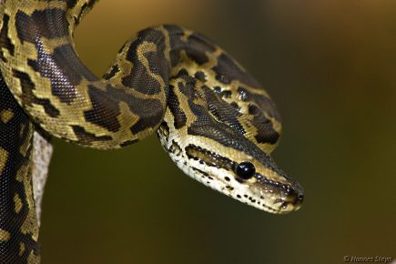 12 Fun Facts About Burmese Pythons - Facts.net