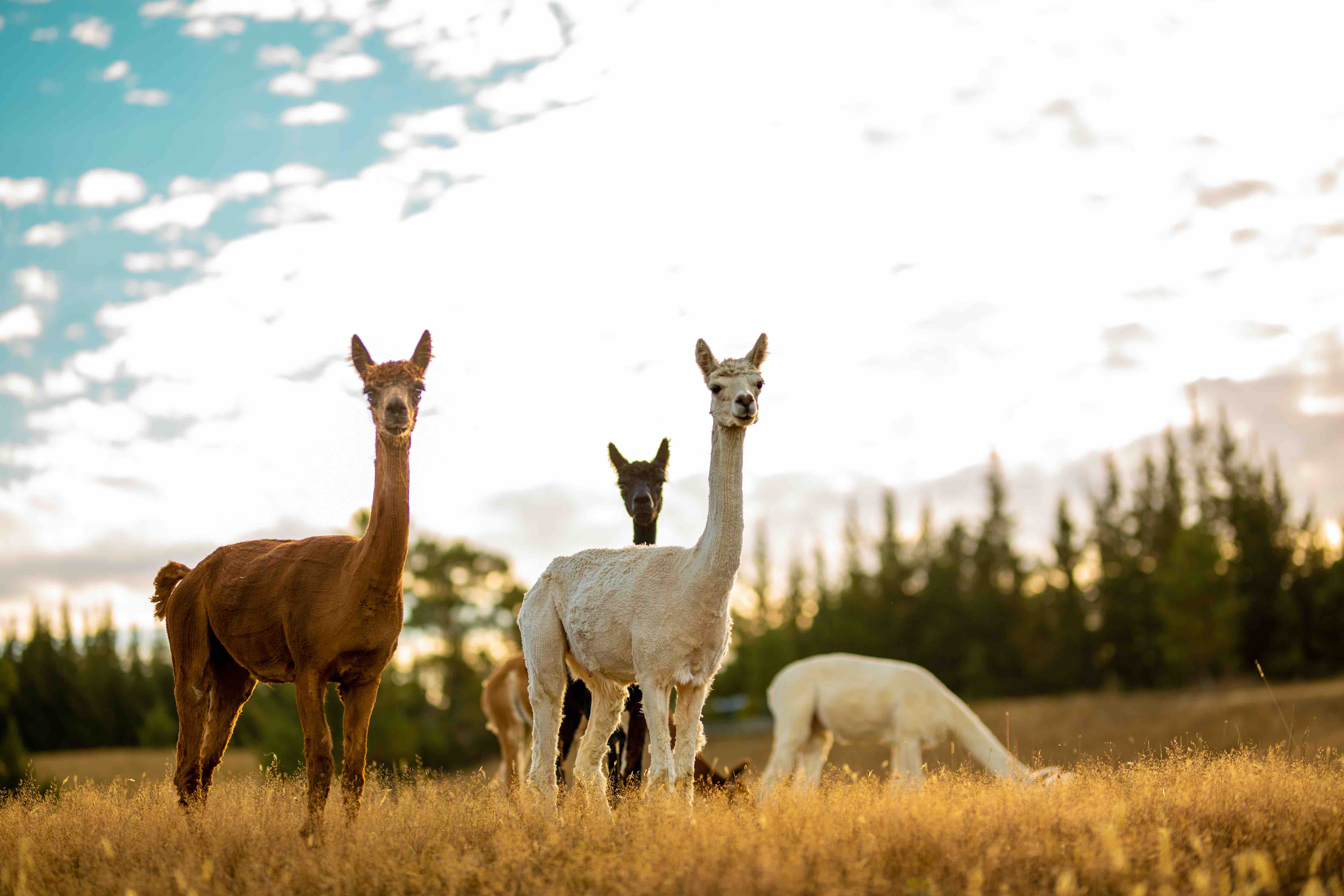 Alpaca History and Information