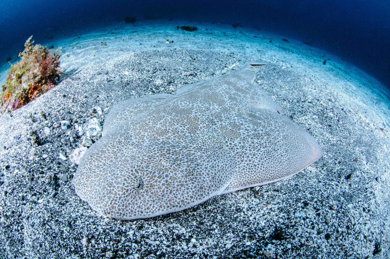 11 Angel Shark Facts - Facts.net