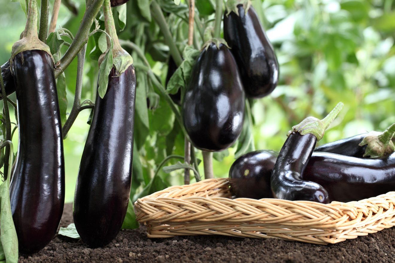 Eggplant Revealed 15 Fascinating Facts about this Versatile Vegetable
