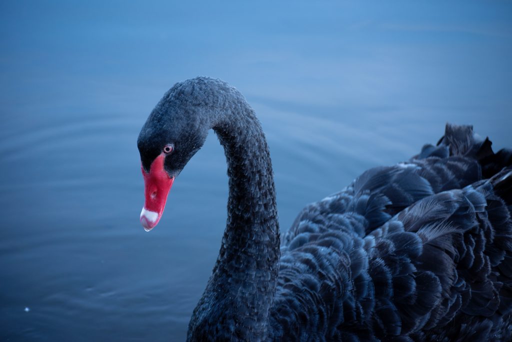 20 Swan Facts of These Majestic Water Birds