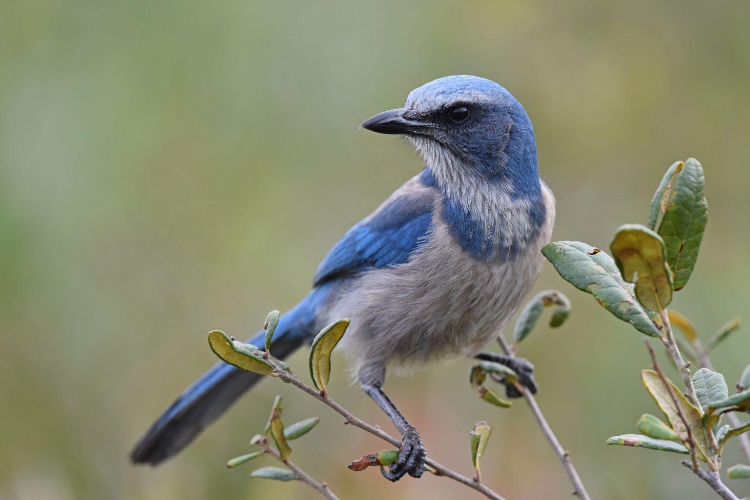 15 Fun Facts About Blue Jays - Facts.net