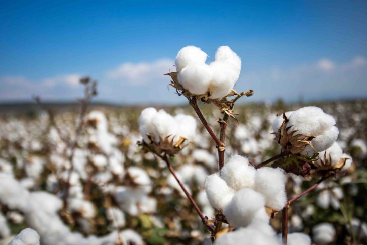 Cotton field (Turkey Izmir)