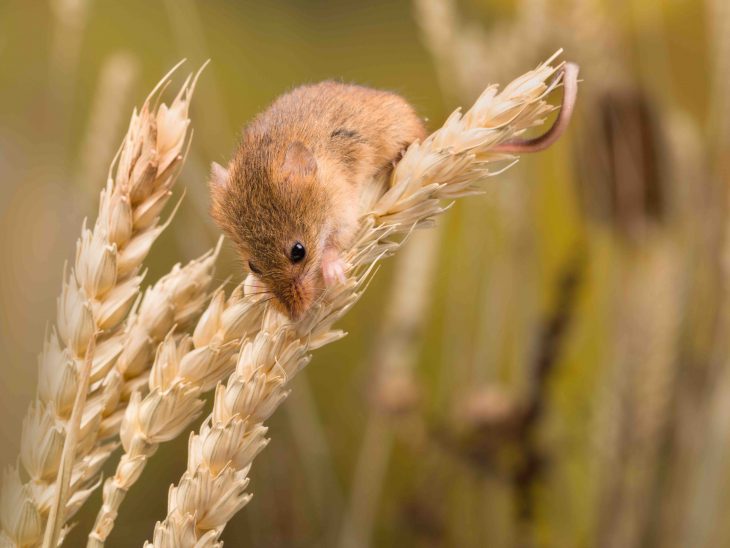 Micromys minutus or Harvest Mouse in wheat field