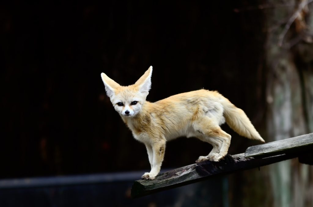 15 Fennec Fox Facts For Kids: Explore the Enchanting World of Desert ...